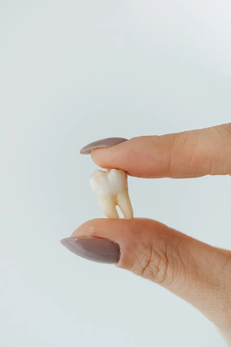 Fingers holding a single tooth